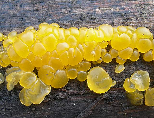 Le prime specie primaverili